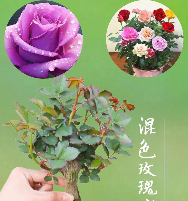 观花玫瑰花老桩苗的养护方法是什么？如何保持其观赏性？