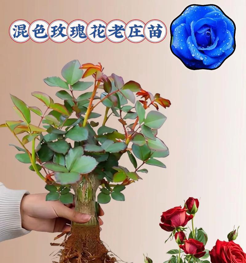 观花玫瑰花老桩苗的养护方法是什么？如何保持其观赏性？