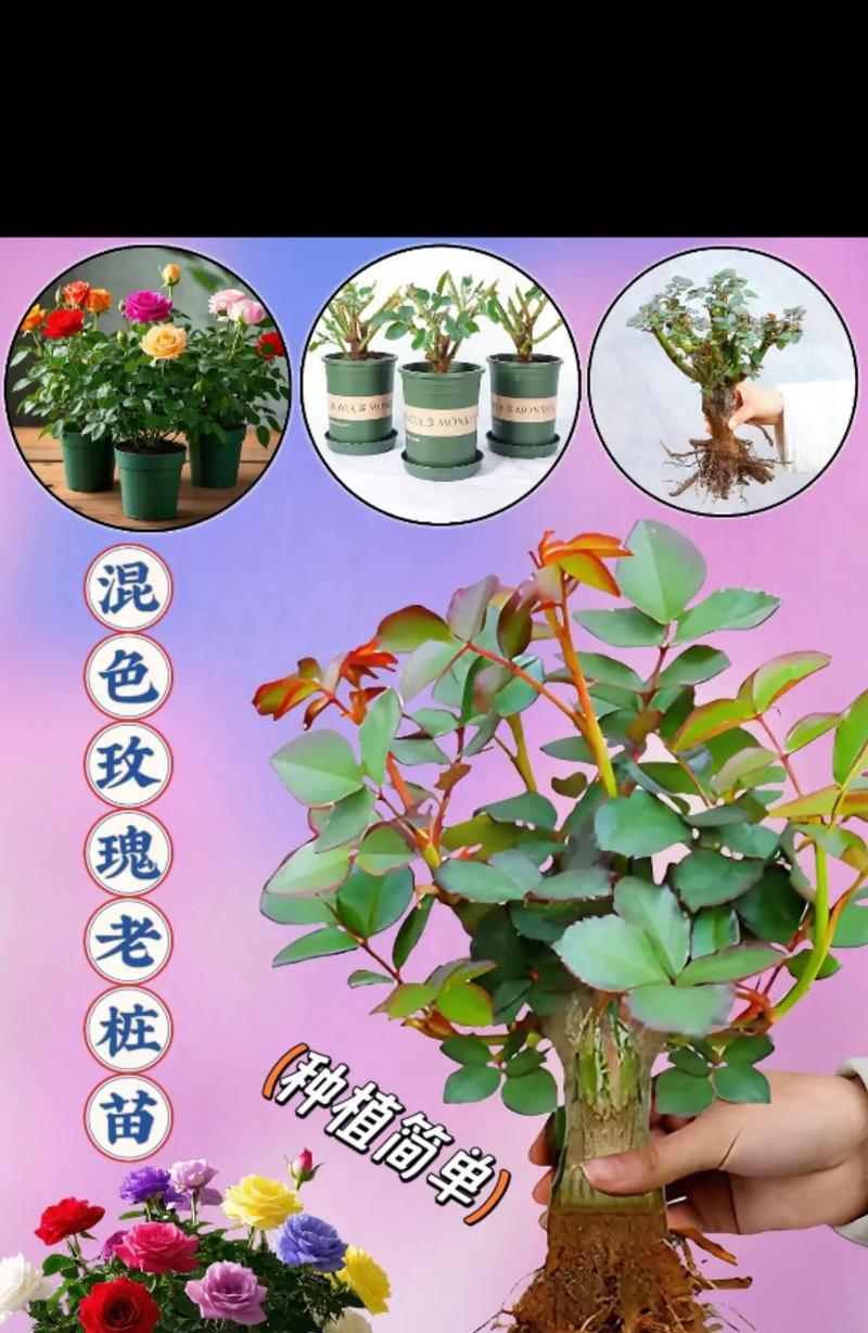 观花玫瑰花老桩苗的养护方法是什么？如何保持其观赏性？