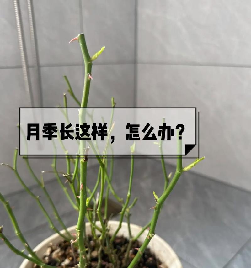 春季玫瑰花的浇水方法是什么？怎样避免过度浇水？