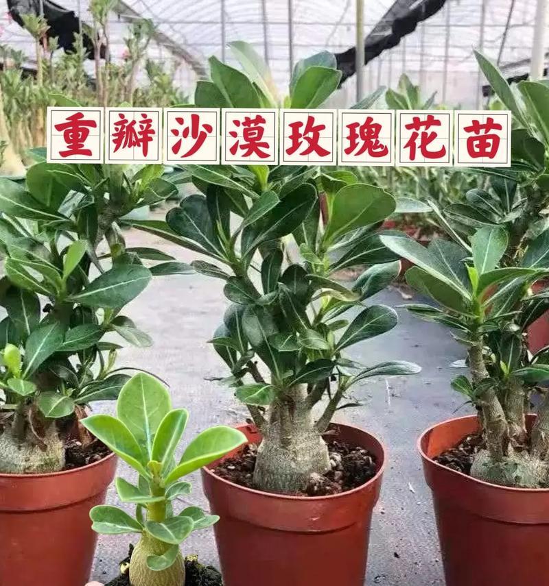 春季玫瑰花的浇水方法是什么？怎样避免过度浇水？