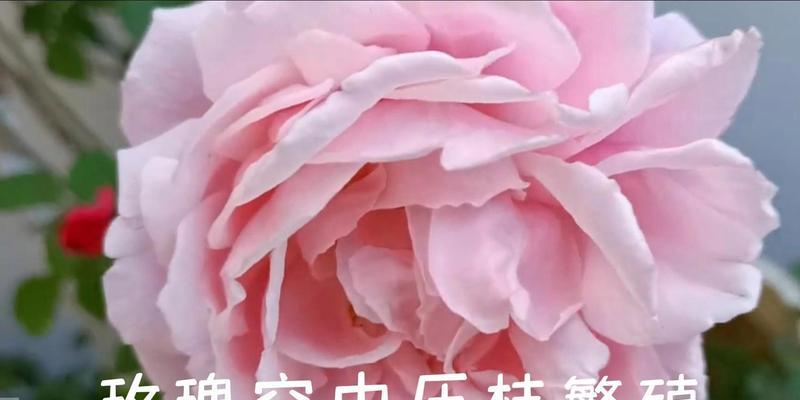 玫瑰花压枝繁殖的正确步骤是什么？