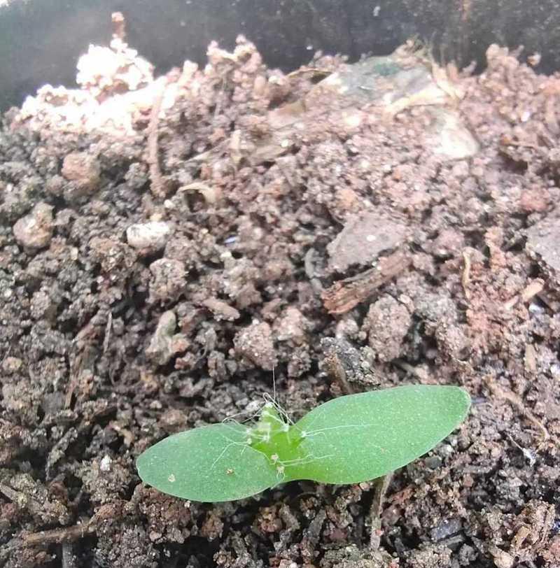 带根食用仙人掌苗的养殖方法有哪些？