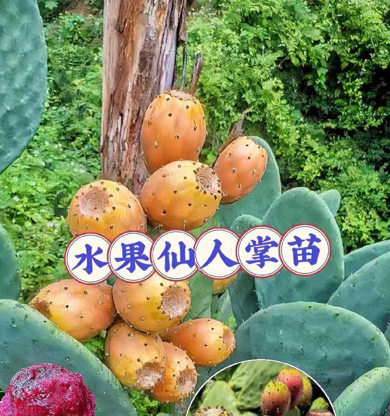 带根食用仙人掌苗的养殖方法有哪些？