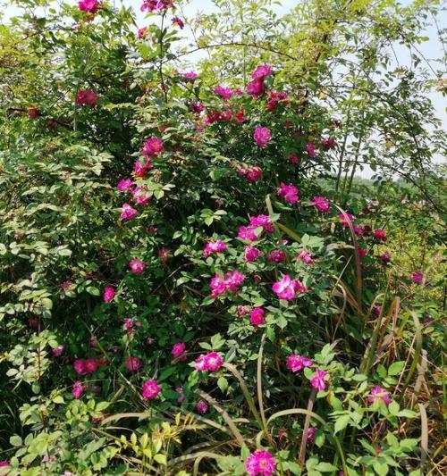 野玫瑰花驱蚊吗怎么养？野玫瑰花的驱蚊效果如何？