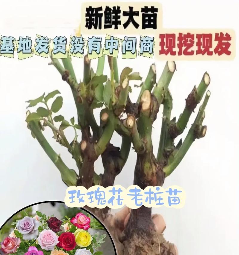 玫瑰花浇水用什么水质最佳？如何避免根部问题？