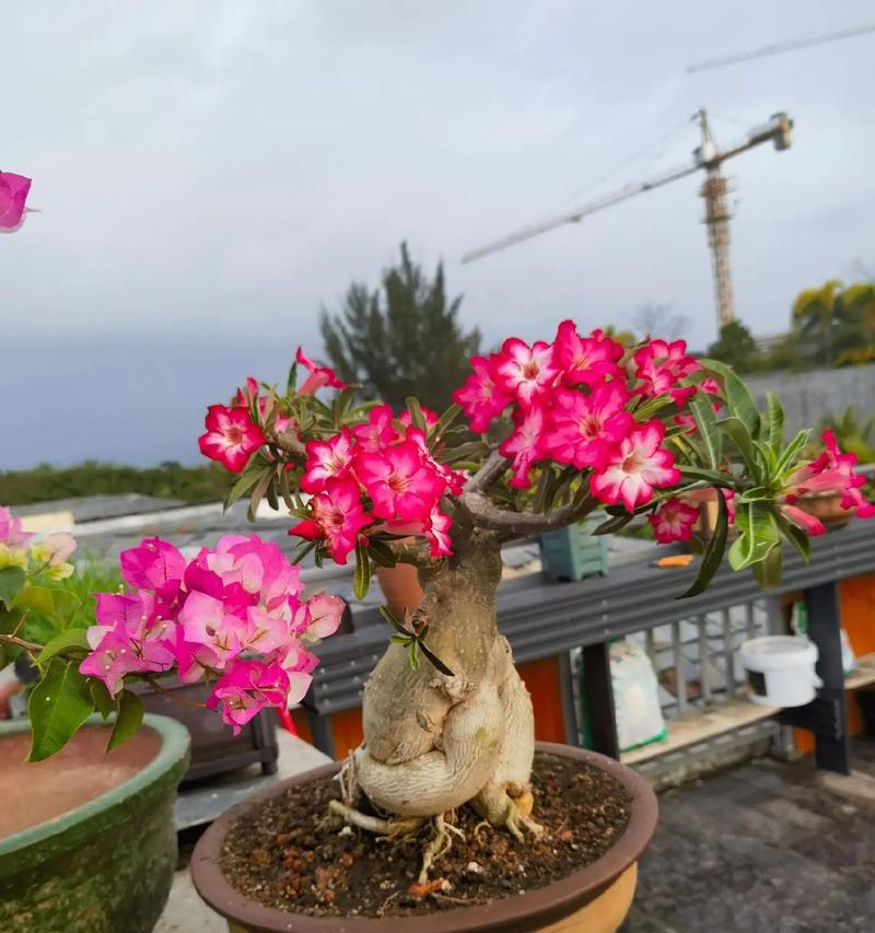 云南玫瑰花在北方冬天怎么种植？有哪些注意事项？