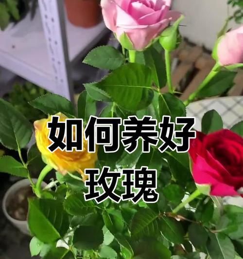 枯萎玫瑰花的处理方法有哪些？