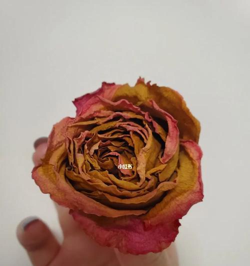 枯萎玫瑰花的处理方法有哪些？