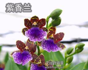 紫兰花盆栽君子兰的正确养护方法是什么？如何处理常见问题？