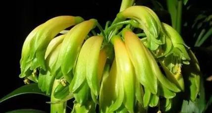 君子兰有哪些不同的品种？各自的特性是什么？