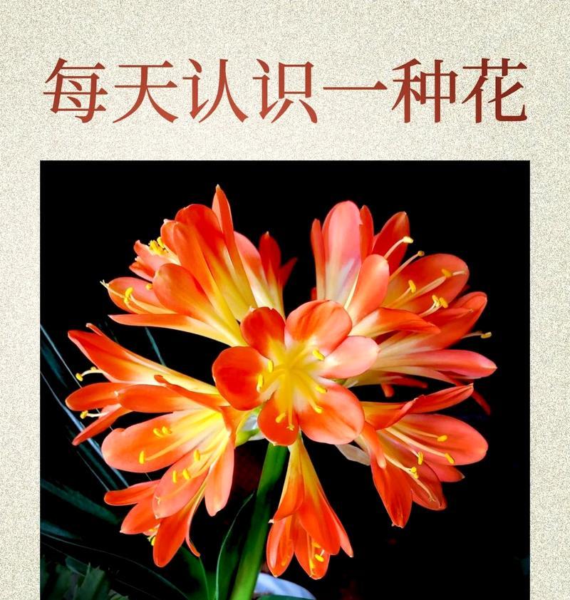 君子兰有哪些不同的品种？各自的特性是什么？
