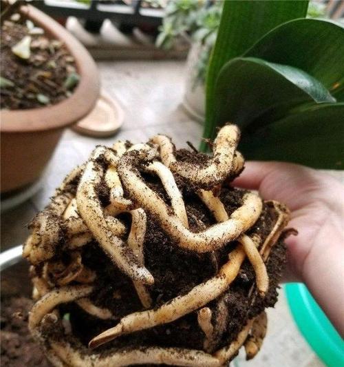 土培君子兰不开花怎么办？