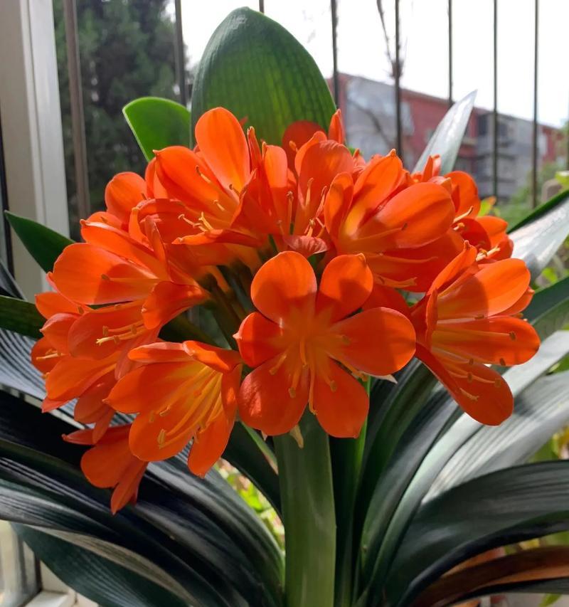 土培君子兰不开花怎么办？