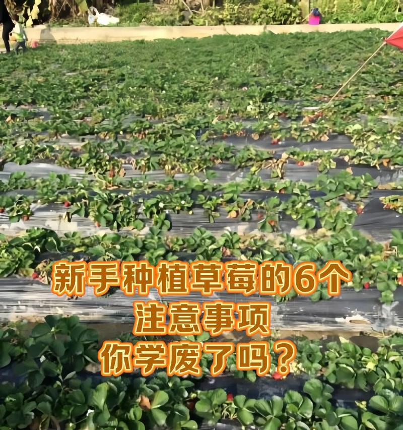 白蝉缀化仙人掌的种植技巧有哪些？