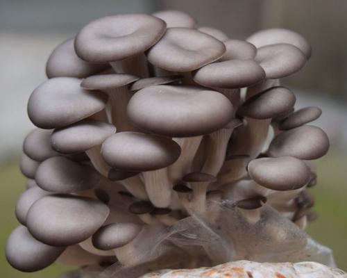白蝉缀化仙人掌的种植技巧有哪些？