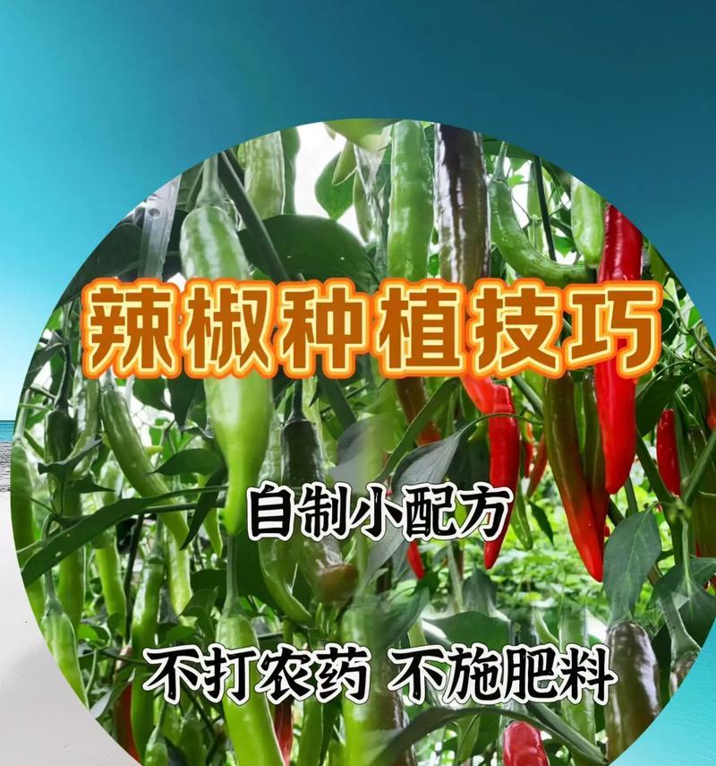 白蝉缀化仙人掌的种植技巧有哪些？