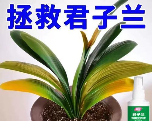 君子兰叶子发黄是什么原因？