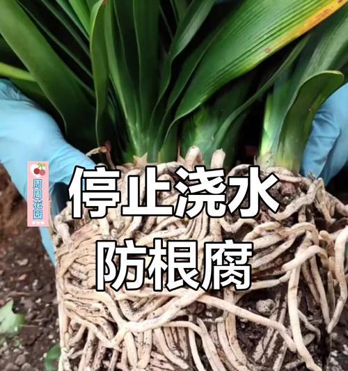 君子兰叶子发黄是什么原因？