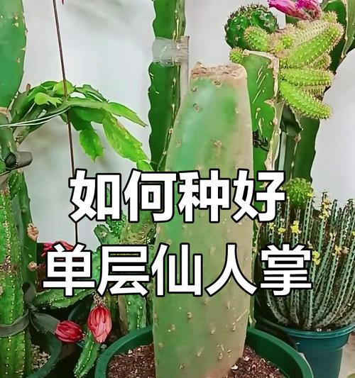 菜园子仙人掌的种植步骤是什么？如何在菜园子中种植仙人掌？
