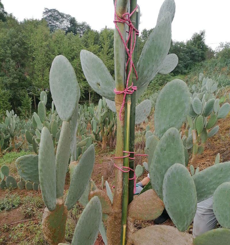 菜园子仙人掌的种植步骤是什么？如何在菜园子中种植仙人掌？