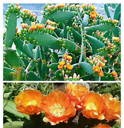 菜园子仙人掌的种植步骤是什么？如何在菜园子中种植仙人掌？