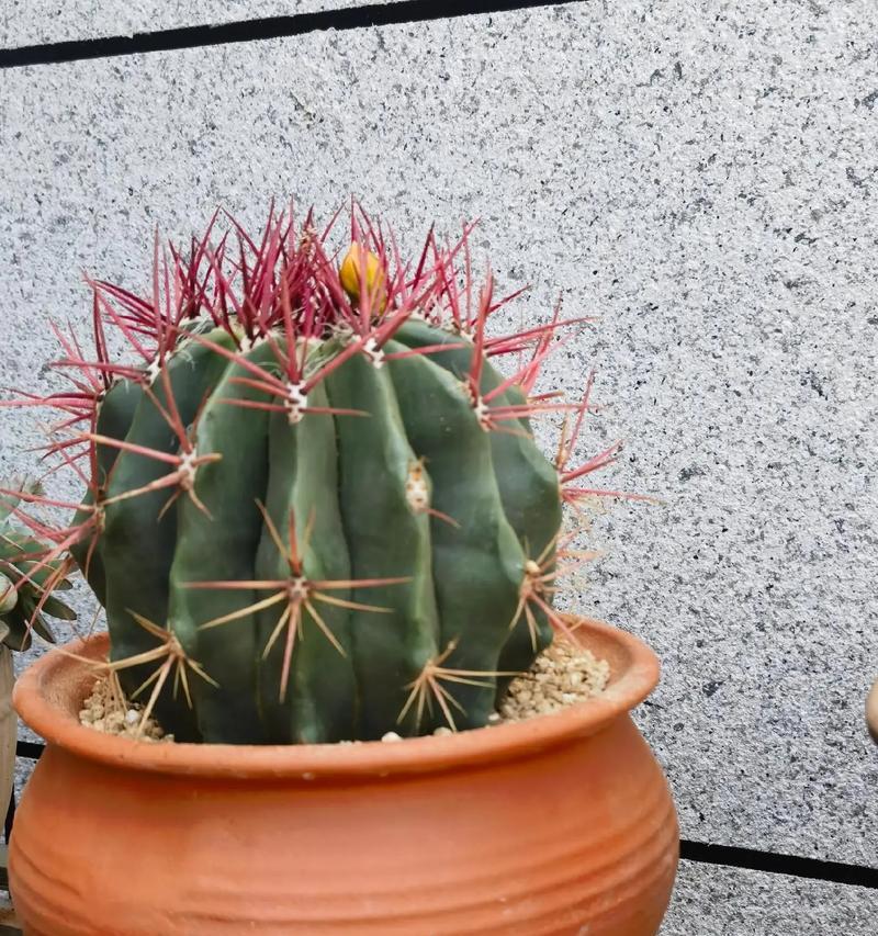 带盆的仙人球植物如何养护？需要注意哪些问题？