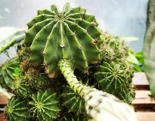 带盆的仙人球植物如何养护？需要注意哪些问题？