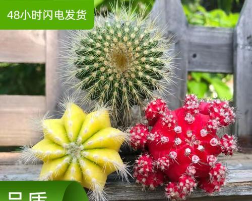 带盆的仙人球植物如何养护？需要注意哪些问题？