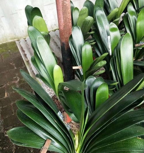 君子兰盆栽当年能开花吗？如何促进开花？