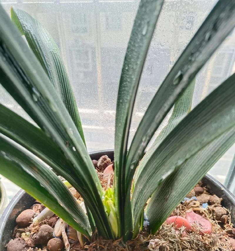 君子兰盆栽当年能开花吗？如何促进开花？