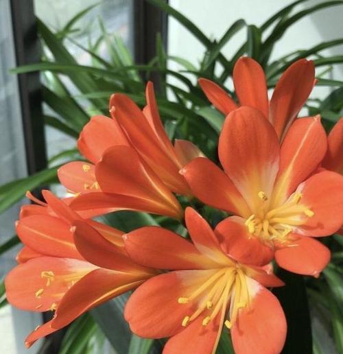 君子兰盆栽当年能开花吗？如何促进开花？