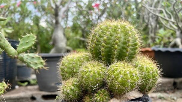 仙人球如何施肥才能长得快且大？哪种肥料最适合？