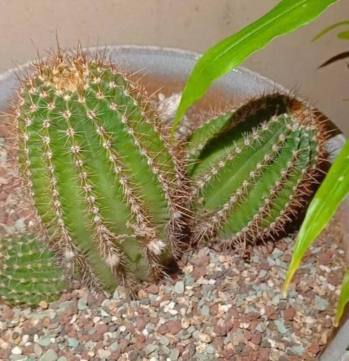 仙人球如何施肥才能长得快且大？哪种肥料最适合？
