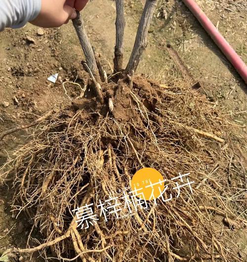 牡丹花秋季嫁接的步骤是什么？