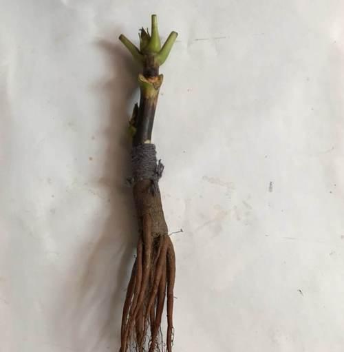 牡丹花秋季嫁接的步骤是什么？