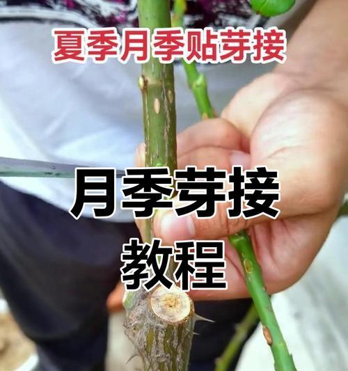 牡丹花秋季嫁接的步骤是什么？