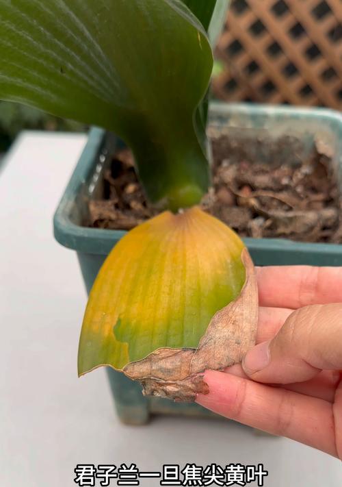 君子兰哪些物种更易养护和管理？
