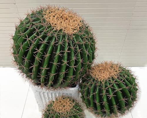 仙人掌仙人球与哪些植物外观相似？