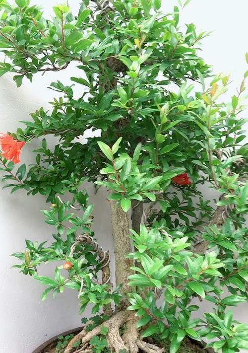 牡丹花石榴叶片发黄的原因是什么？