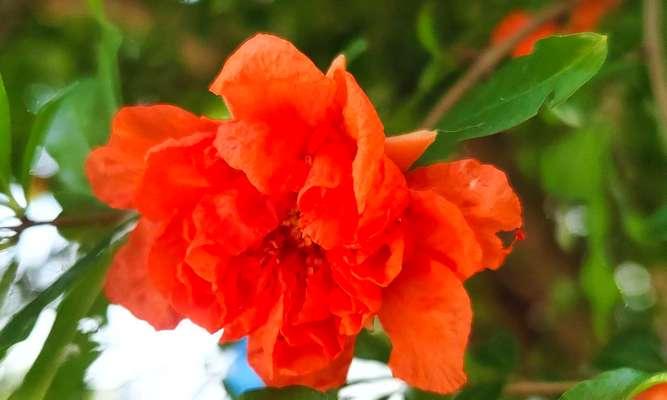 牡丹花石榴叶片发黄的原因是什么？