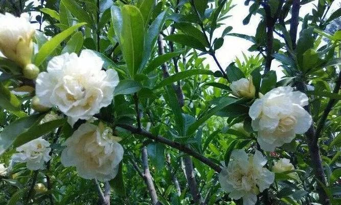 牡丹花石榴叶片发黄的原因是什么？