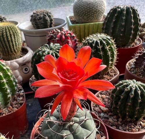 仙人球开花多但不结果的原因是什么？如何促进结果？