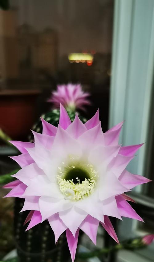 仙人球开花多但不结果的原因是什么？如何促进结果？