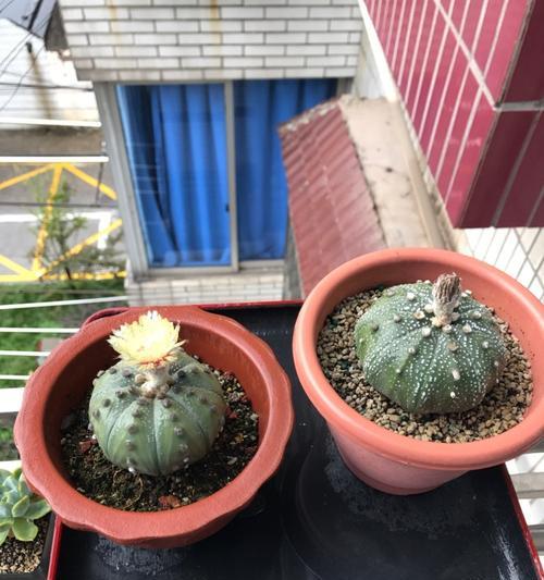 小鱼仙人球幼苗怎么养？如何促进其健康成长？