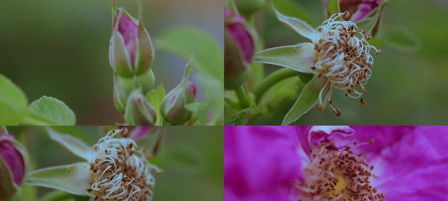 玫瑰花为什么会烂花蕊的原因？烂花蕊的可能原因是什么？