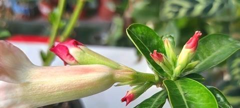玫瑰花为什么会烂花蕊的原因？烂花蕊的可能原因是什么？