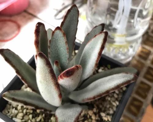 大黑兔玫瑰花怎么养？如何应对常见的养护问题？
