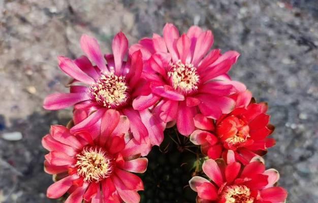 仙人球冬季如何过冬？不种植的仙人球如何保暖？