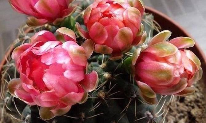 仙人球冬季如何过冬？不种植的仙人球如何保暖？